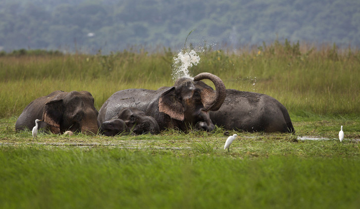 Maneka Gandhi: Dont understand Environment Ministry's 'lust for killing' animals