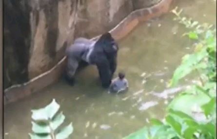 Boy falls into gorilla exhibit at Cincinnati Zoo