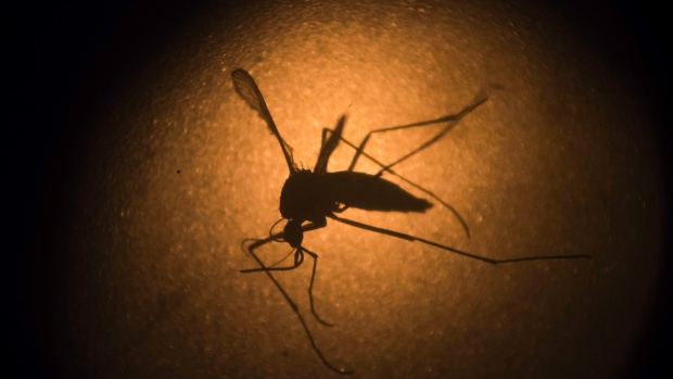 Mexico has had 357 confirmed cases of the Zika virus 113 of them in pregnant women