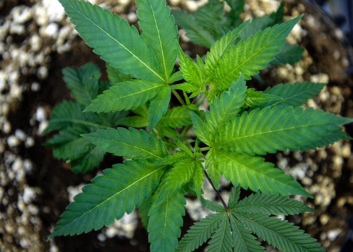 523204960-marijuana-plant-is-seen-after-being-transferred-to-soil