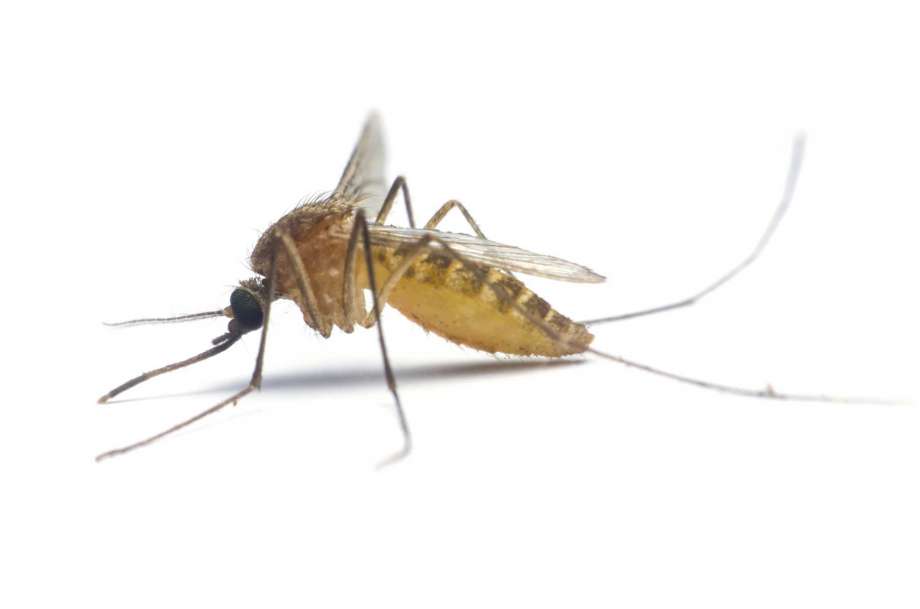 With mosquito season gearing up Stratford is launching agressive measures to prevent the spread of West Nile Virus and other mosquito-borne illnesses