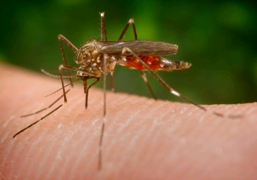 The zika virus is spread by the Aedes aegypti mosquito which breeds in fresh water. The virus has been declared an international public health emergency