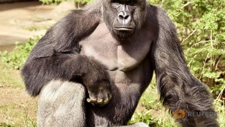 Cincinnati's pioneering gorilla exhibit now common in zoos