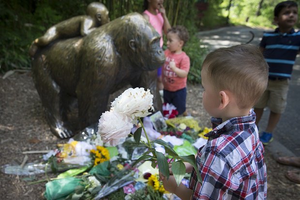 A boy brings flowers to put beside a statue of a gorilla outside the shuttered Gorilla World exhibit at the Cincinnati Zoo & Botanical Garden Monday