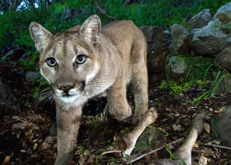 Officials find, kill 2 mountain lions following attack on boy near Aspen