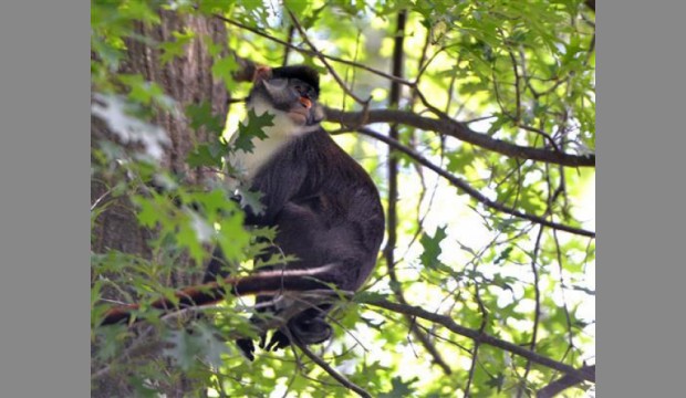 Monkey business: 12-pound primate escapes zoo enclosure