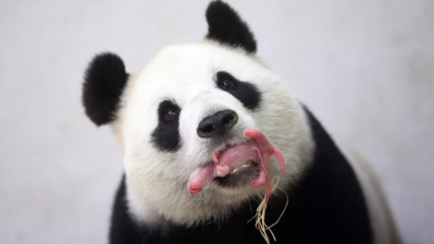 Mother Hao Hao scooped her new baby cub into her mouth seconds after he was born