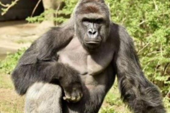 Ohio prosecutor to decide on charges in Cincinnati Zoo case