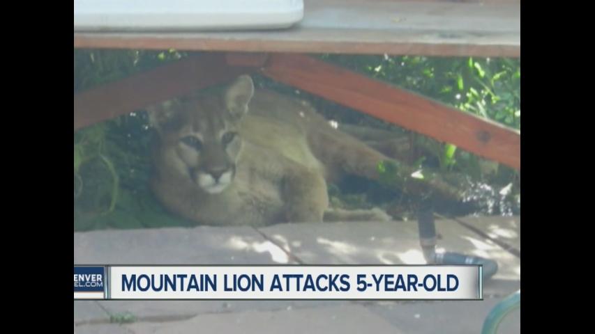 Mountain lions attack child