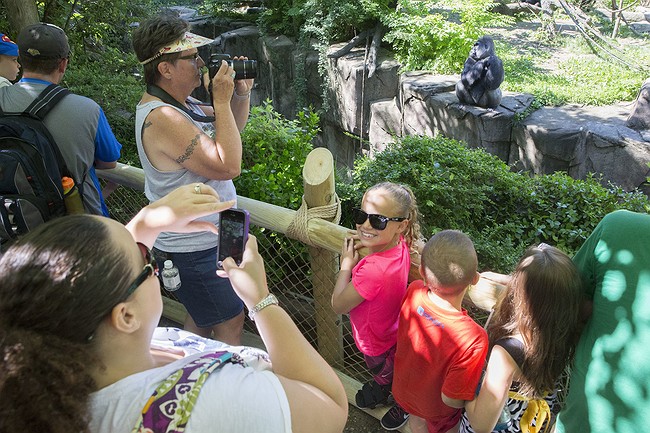 Cincinnati Zoo Reopens Exhibit where Boy Fell, Gorilla Shot