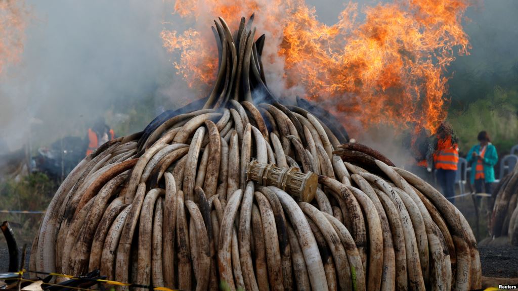 Fire burns part of an estimated 105 tonnes of ivory and a tonne of rhino horn confiscated from smugglers and poachers at the Nairobi National Park near Nairobi Kenya