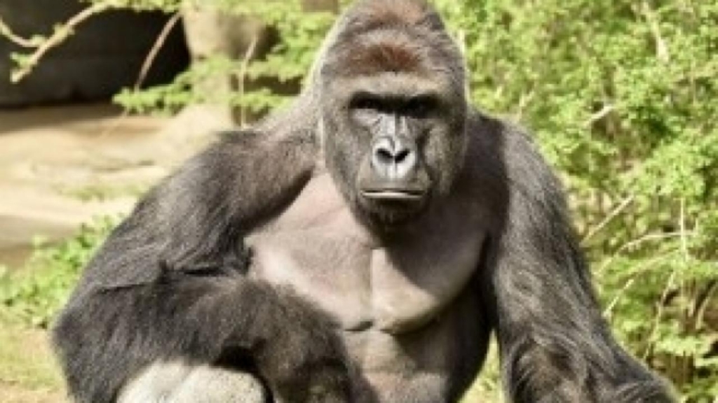 After Gorilla's Death Petitioners Seek'Justice for Harambe