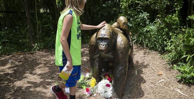 Ohio prosecutor reviews Cincinnati Zoo case