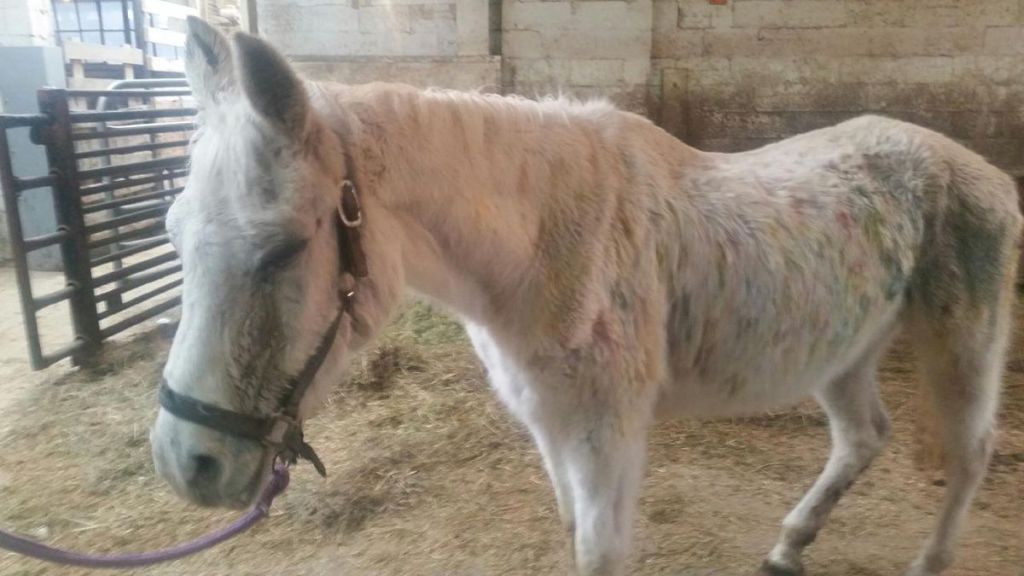 The Abused Horse That Jon And Tracey Stewart Adopted Has Sadly Passed Away