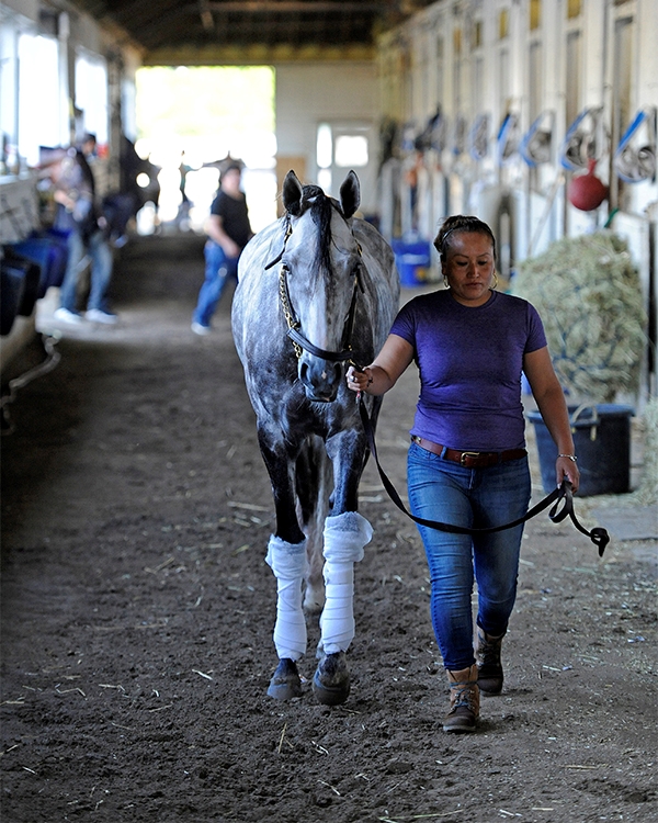 Connections Expect Improved Lani in Belmont