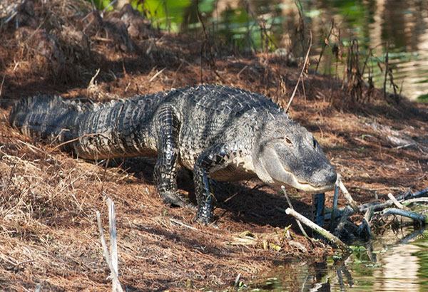 American alligator