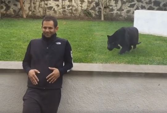 Panther Stalks and Then Launches 'Attack' on Man