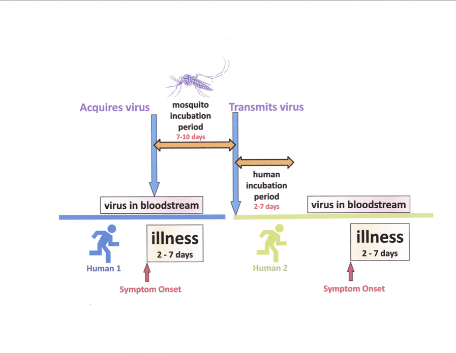 Pitt Lab Researcher Accidentally Infects Herself With Zika