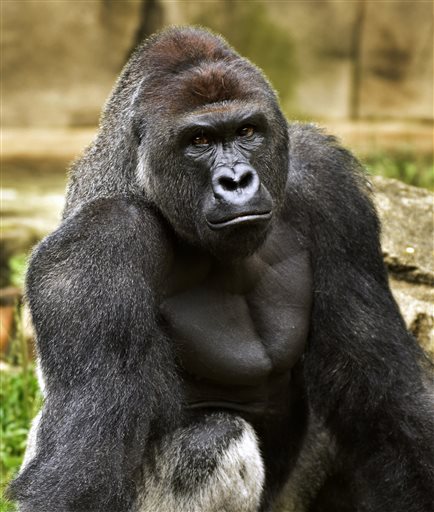 Cincinnati Zoo and Botanical Garden shows Harambe a western lowland gorilla who was fatally shot Saturday