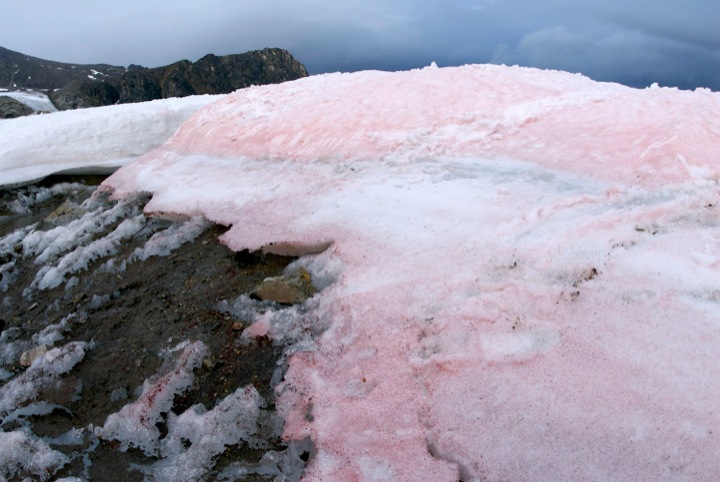 Red pigmented snow algae darken the surface of snow and ice in the Arctic. Credit Liane G. Benning  GFZ