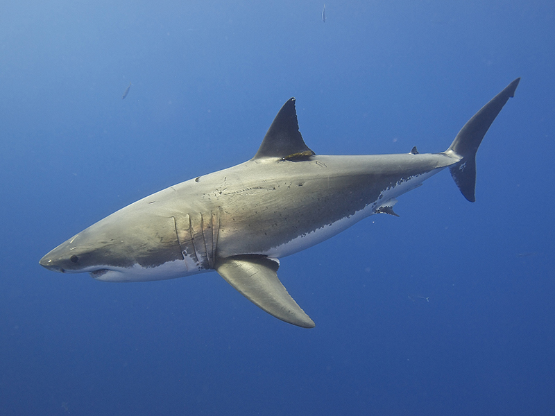 Are SoCal beaches becoming shark-infested?