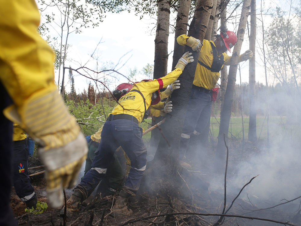 A group of 300 South African firefighters work to uproot a tree as they mop-up hot spots in an area close to Anzac outside of Fort McMurray Alberta