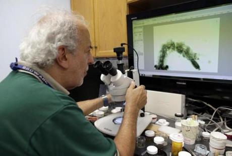 Evaristo Miqueli a natural resources officer with Broward County Mosquito Control looks through a microscope at Aedes aegypti mosquito larvae Tuesday