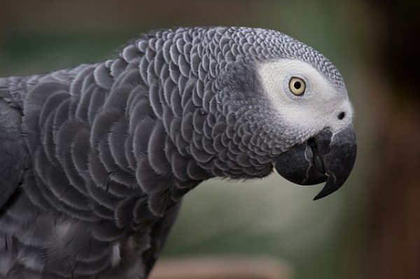 African grey parrot