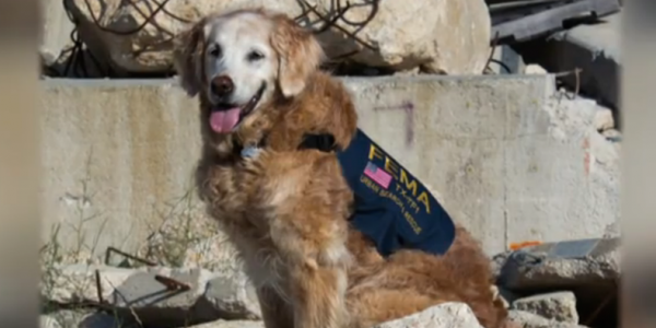 Bertagne the 9/11 search and rescue dog has died