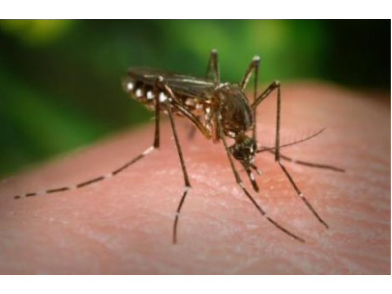 Mosquitoes With West Nile Virus Found in Glenview