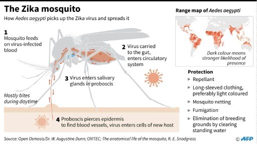 The Zika virus is mainly spread via the bite of the Aedes aegypti mosquito,by Mariëtte Le Roux | AFP