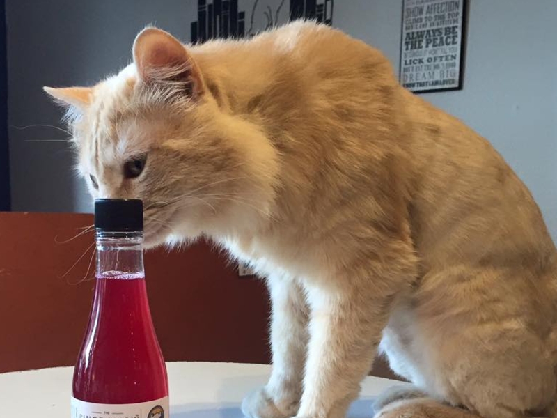 This feline fancies a sniff of The Pinot Meow  Apollo Peak