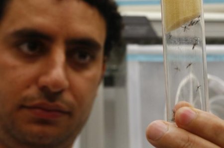 A scientist displays Aedes aegypti mosquitoes inside the International Atomic Energy Agency's insect pest control laboratory in Seibersdorf Austria