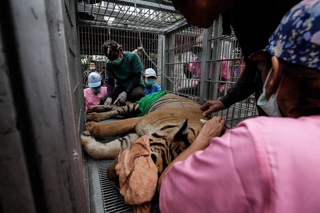 Tiger Temple