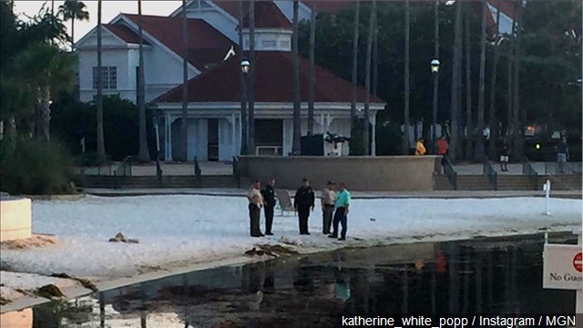 Alligator Drags Toddler Into Lagoon Near Disney's Grand Floridian Resort