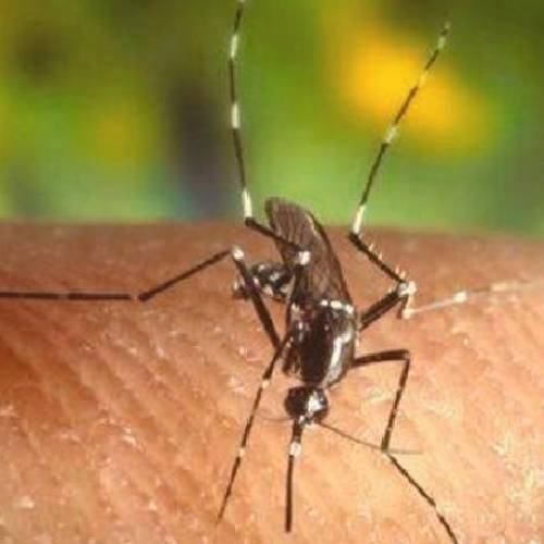 7 ways to beat mosquitoes