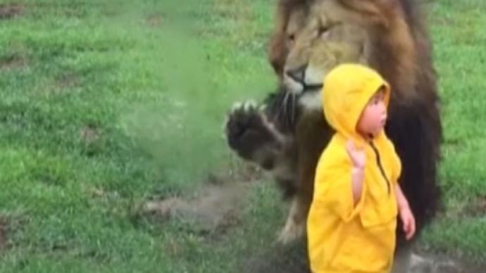 Lion smashes against glass enclosure at Japan zoo after staring contest with boy