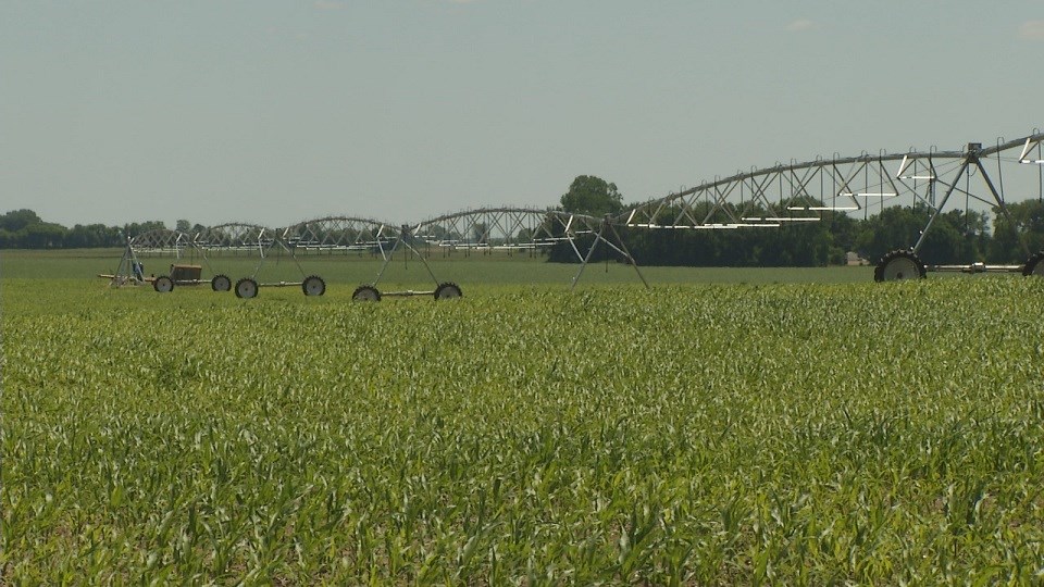 Just 2% Of US Corn Left To Be Planted