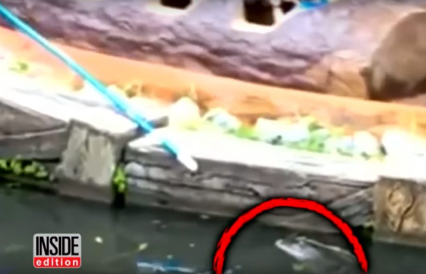 Shocking video surfaces of Disney employee fending off alligator at SPLASH MOUNTAIN ride