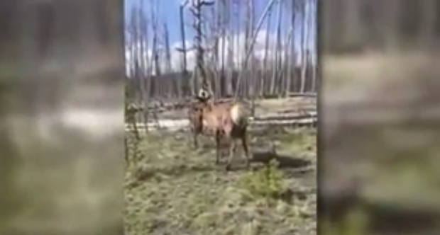 Elk Charge CNN