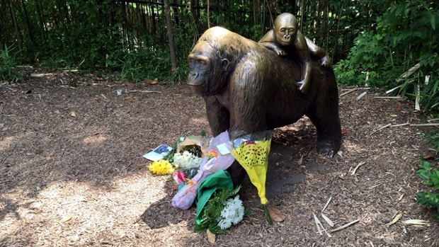 Cincinnati gorilla exhibit