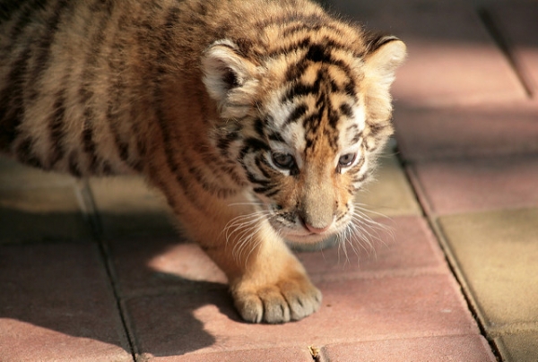 Baby Tiger