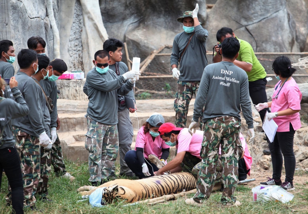 Big cats removed from Thailand’s infamous Tiger Temple