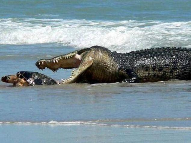 Woman fails to save friend in Australian crocodile attack