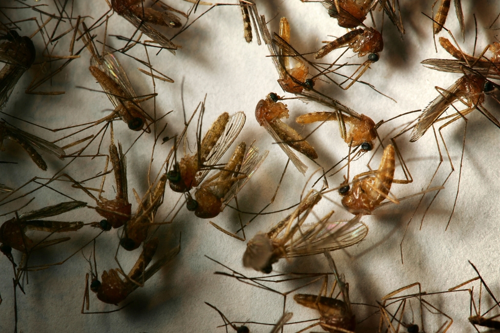 A field sample of mosquitoes that could carry West Nile Virus is seen at offices of the Riverside County Department of Environmental Health