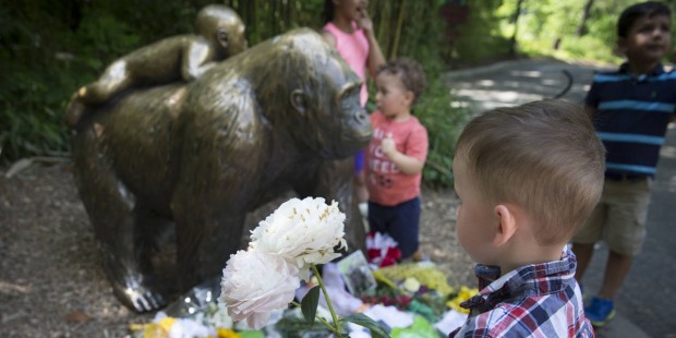 After gorilla's death, petitioners seek 'Justice for Harambe'