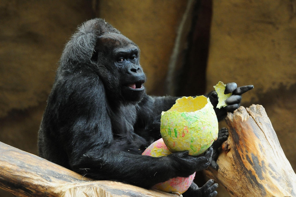 Milwaukee County Zoo officials say staff regularly conducts drills to be prepared for a number of possible incidents including severe weather loose animals and human medical emergencies