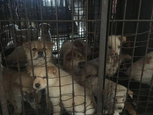 HSI and CAPP jointly conducted the rescue. Dogs and kittens were unloaded into transport cages for vet examination. Credit Mai