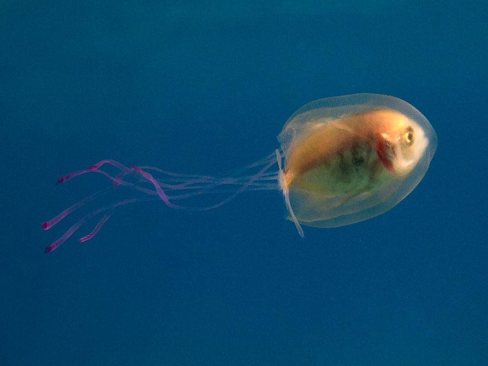 'Let me outta here!' – amazing picture of a fish trapped inside a jellyfish