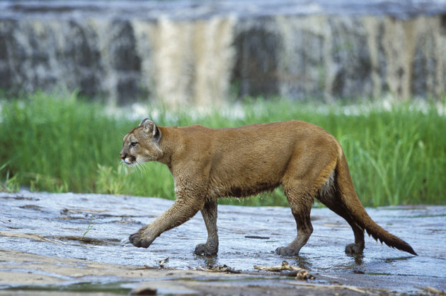 Mother saves 5-year-old son from Colorado mountain lion